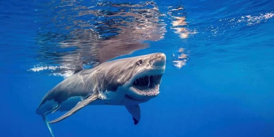 La mujer cae en el estanque de los tiburones. (Foto: Archivo)