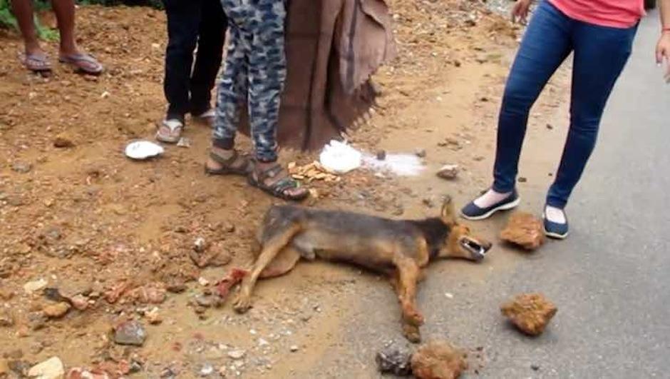Pintu temblaba de dolor tendido en el suelo. (Foto: Animal Aid)