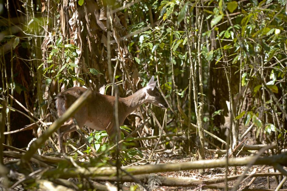 El venado intentó rescatar a sus crías, pero nunca regresó de las llamas. (Foto: Wilder López/Soy502)