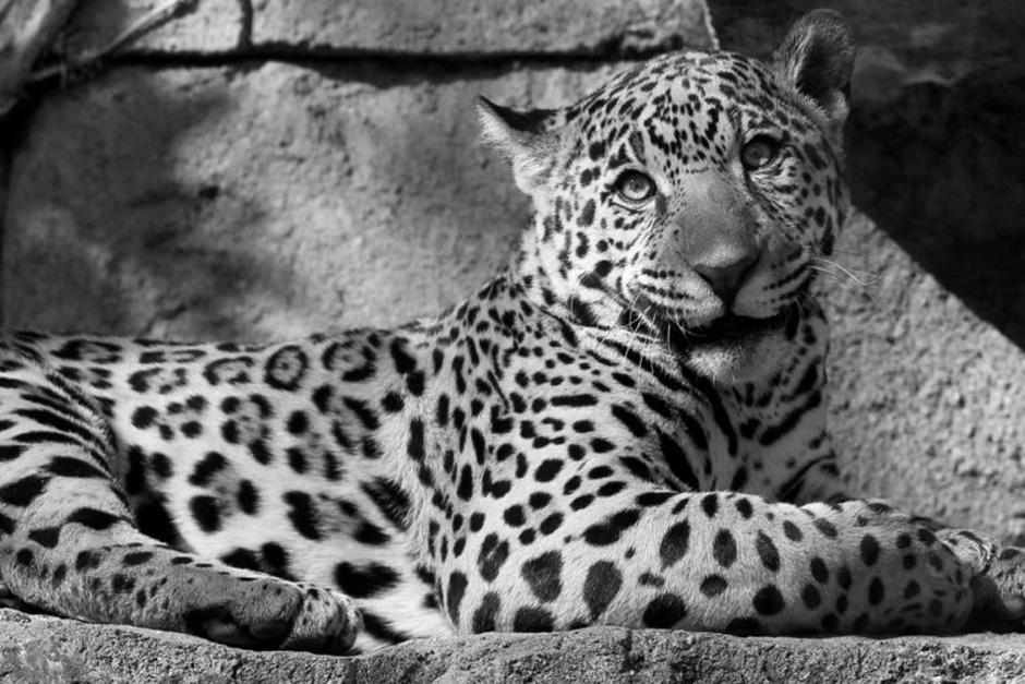 El animal qued&oacute; atrapado entre las llamas y fue localizado por las brigadas forestales entre Guatemala y M&eacute;xico. (Imagen con fines ilustrativos. Foto: Insider)