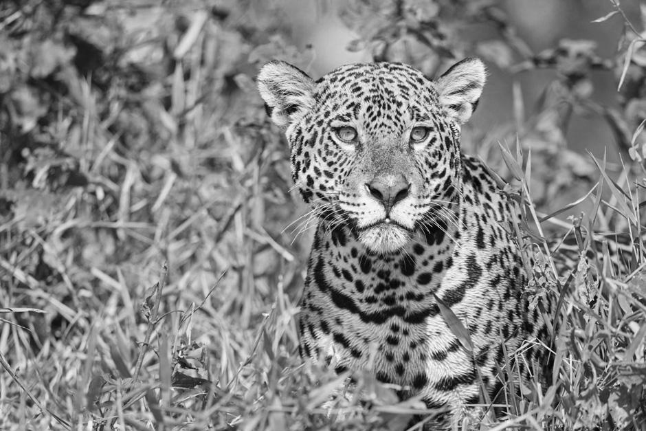 Los jaguares se ven amenazados por la caza ilegal. Sus partes son importadas hacia el continente asi&aacute;tico. (Foto: The Independent)