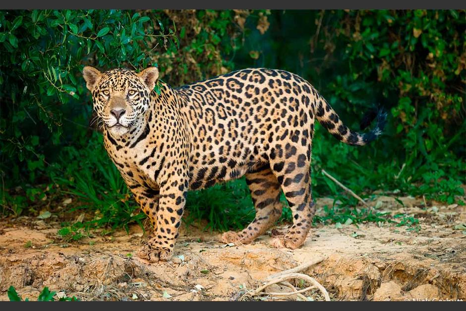 Las autoridades de conservaci&oacute;n ya ten&iacute;an en sus registros al animal hallado sin vida. (Foto: Archivo)