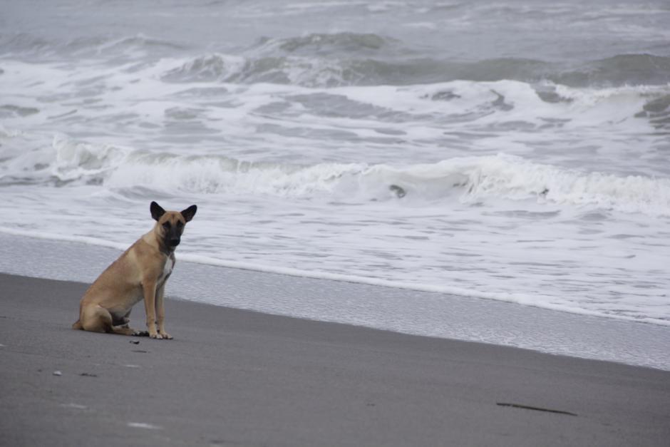 La fotograf&iacute;a fue compartida en redes sociales. (Foto: Soy502)&nbsp;