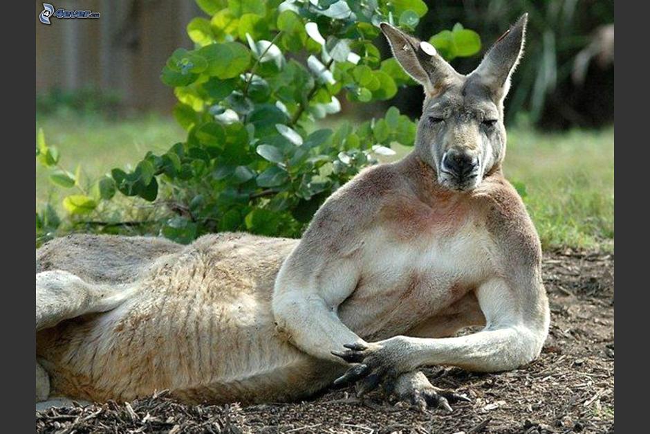 Quiz&aacute; el tambi&eacute;n quer&iacute;a modelar. (Foto:Im&aacute;genes)