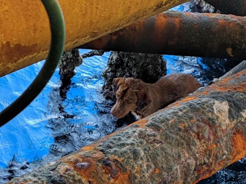 El perro fue rescatado por los trabajadores de la plataforma y se ha convertido en una historia que ha conmovido al mundo. (Foto: Watchdog Thailand)