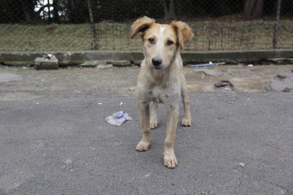 Las im&aacute;genes fueron grabadas desde un auto que circulaba por la ruta de Chiquimula. (Imagen con fines ilustrativos. Foto: Archivo/Soy502)