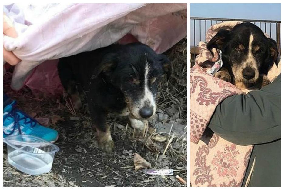 Conoce al perro que dicen logró resucitar. (Foto:Youtube)