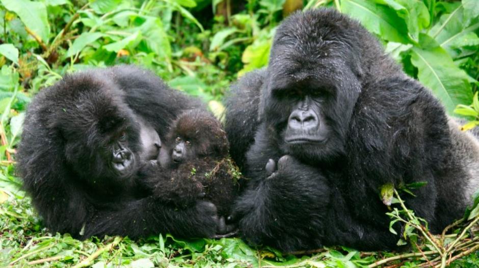Dos gorilas posaron para una selfie de manera peculiar. (Foto: gorilaswiki.com)&nbsp;