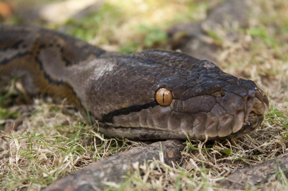 Una pit&oacute;n devor&oacute; una lechuza. (Foto: Pixabay)