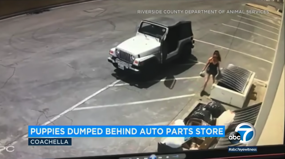 La mujer fue captada en el momento que lanza a los cachorritos a un basurero. (Captura Video)