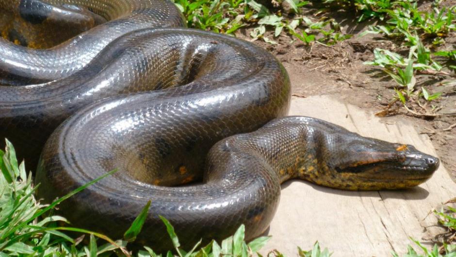 Transe&uacute;ntes ayudan a anaconda a cruzar la carretera. (Foto: Pinterest)&nbsp;