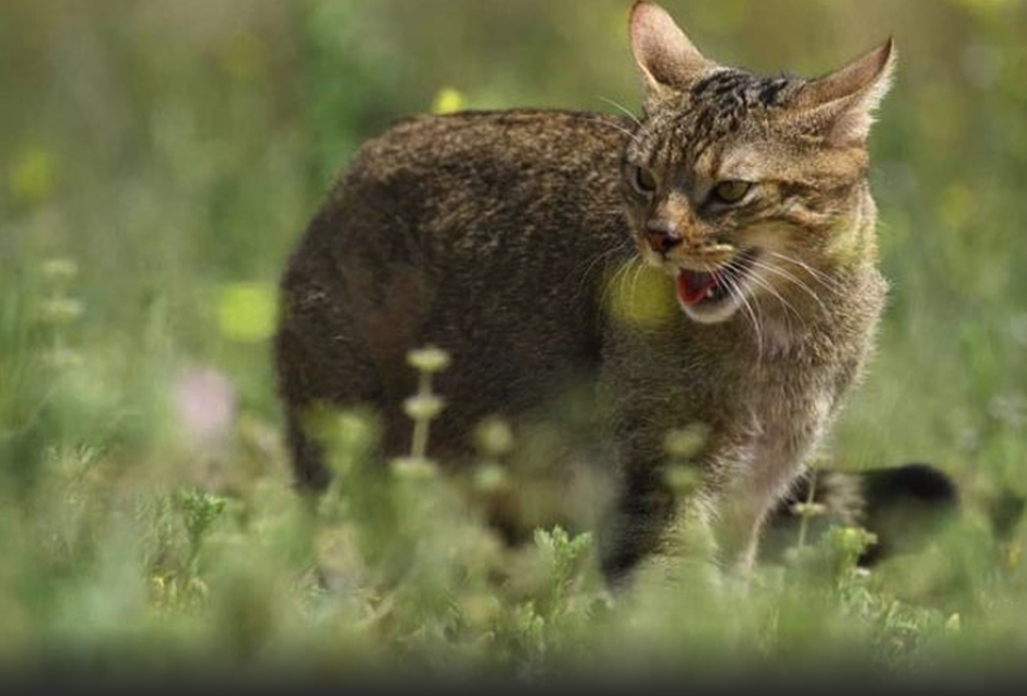 Contrario a otros pa&iacute;ses, los gatos son considerados una amenaza y casi alcanzan en poblaci&oacute;n a la humana de Australia. (Foto: Milenio)