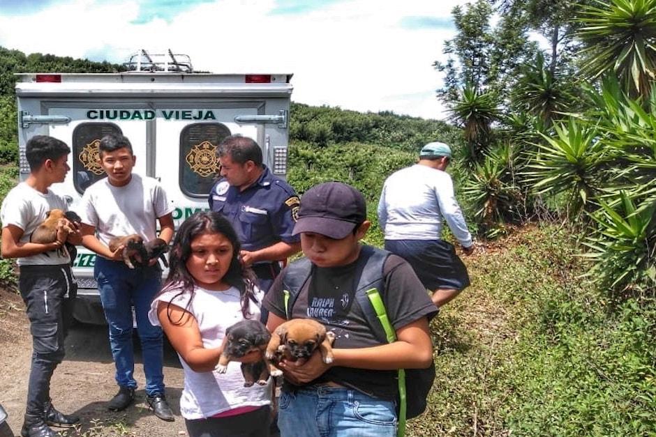 Los socorristas indicaron que los animales presentaban signos de hipotermia y deshidrataci&oacute;n (Foto: Bomberos Ciudad Vieja)