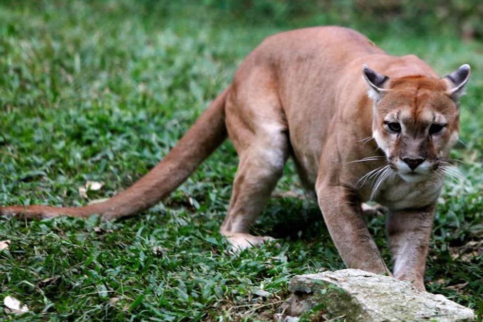 La mujer cont&oacute; que puso la canci&oacute;n y levant&oacute; el tel&eacute;fono en el aire (Foto: The Independent)