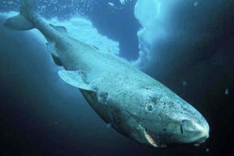 La inmersi&oacute;n que capt&oacute; al ejemplar fue parte de una investigaci&oacute;n en curso (Foto: Telemundo)