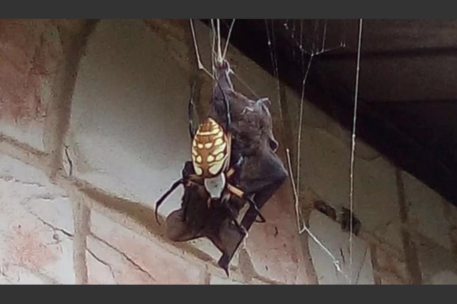 Una ara&ntilde;a gigante atrapa a un murci&eacute;lago para devorarlo. (Foto: captura de video)