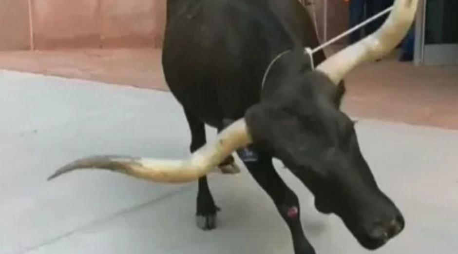 Una vaca cuerno largo se solt&oacute; en la ciudad de Colorado Springs provocando caos. (Foto: Captura de pantalla)&nbsp;