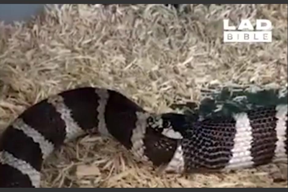 Graban Intento De Suicidio De Una Serpiente Soy502 Ver y descargar películas y series en latino, español, subtitulado e ingles, los últimos estrenos en la mejor calidad hd sin cortes. graban intento de suicidio de una