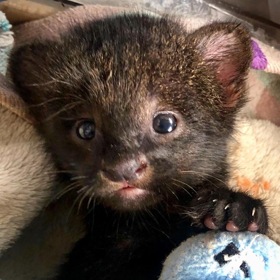 El jaguarundi permanece en la pediatría del zoológico. (Foto: Zoológico La Aurora)