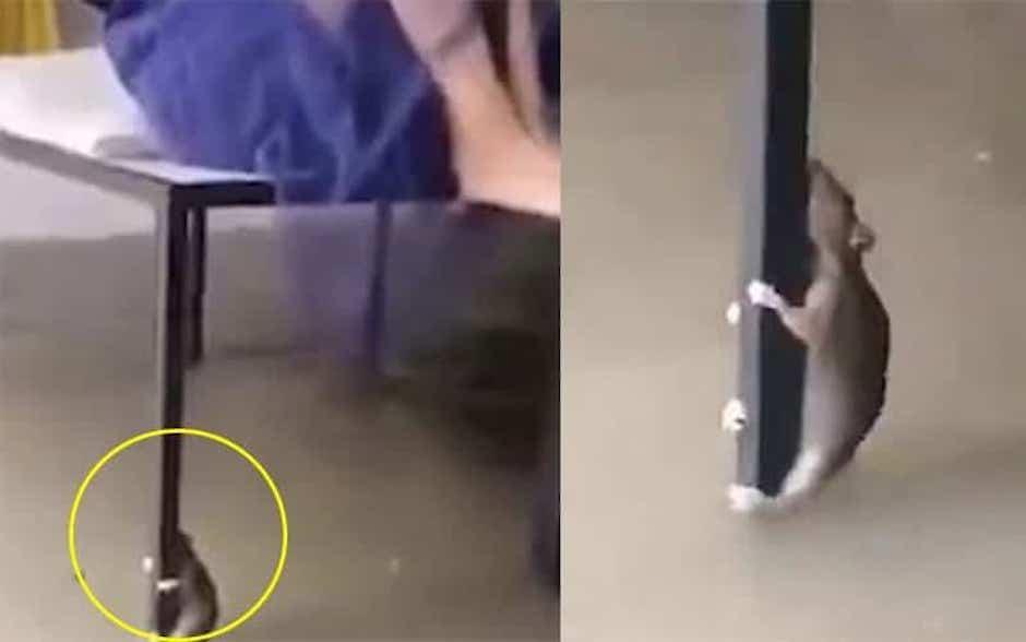 El tif&oacute;n Lekima caus&oacute; inundaciones masivas y murieron al menos 49 personas (Foto: Captura de pantalla)