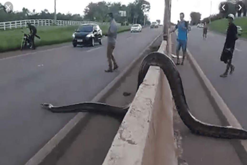 El enorme reptil dej&oacute; a muchos asombrados. (Foto: Captura de video)