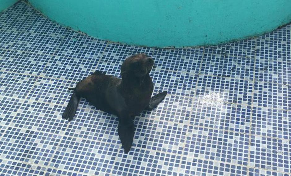 El le&oacute;n marino se mantiene bajo cuidados de las autoridades destacados en esa regi&oacute;n. (Foto: CONAP)
