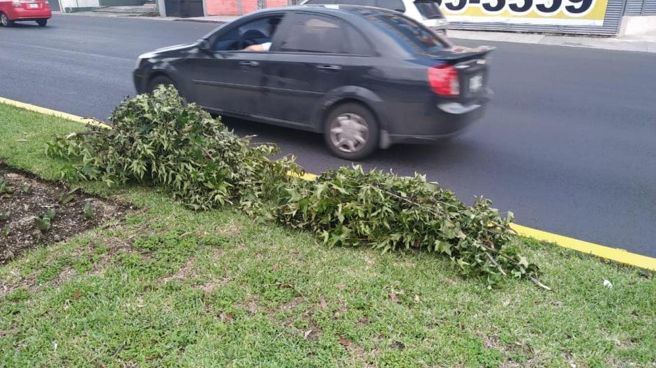 Denuncian tala ilegal de árboles en bulevar Los Próceres
