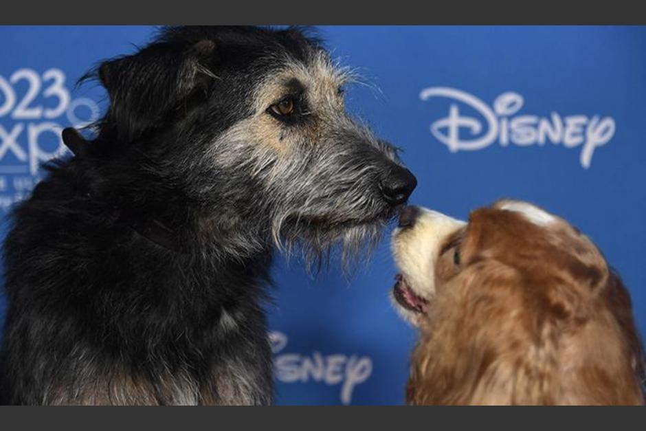 "Monte", el perro que protagoniza el live action de "La dama y el vagabundo" viv&iacute;a en la calle. (Foto: AFP)&nbsp;