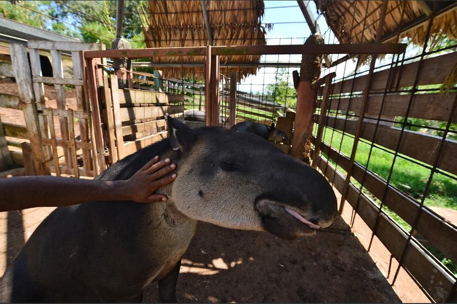 Estos animales se han visto amenazados y su poblaci&oacute;n se est&aacute; reduciendo considerablemente. (Foto: Orlando Sierra/AFP)