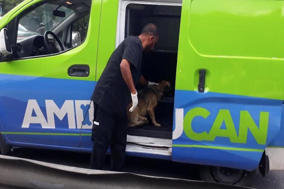 El jefe edil comparti&oacute; una fotograf&iacute;a que muestra una perforaci&oacute;n en el veh&iacute;culo (Foto: Municipalidad de Mixco)