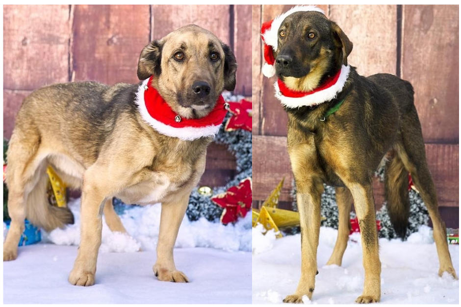 Dos perritos, de diez que fueron fotografiados en esta sesi&oacute;n fueron adoptados el domingo reci&eacute;n pasado. (Fotos Javier Paniagua)