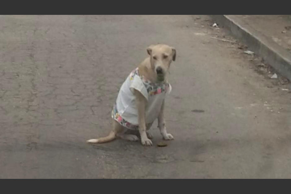 La perrita se ha ganado el coraz&oacute;n de los artesanos que ahora le han brindado abrigo ante las bajas temperaturas. (Foto: Gamaliel Mendoza)