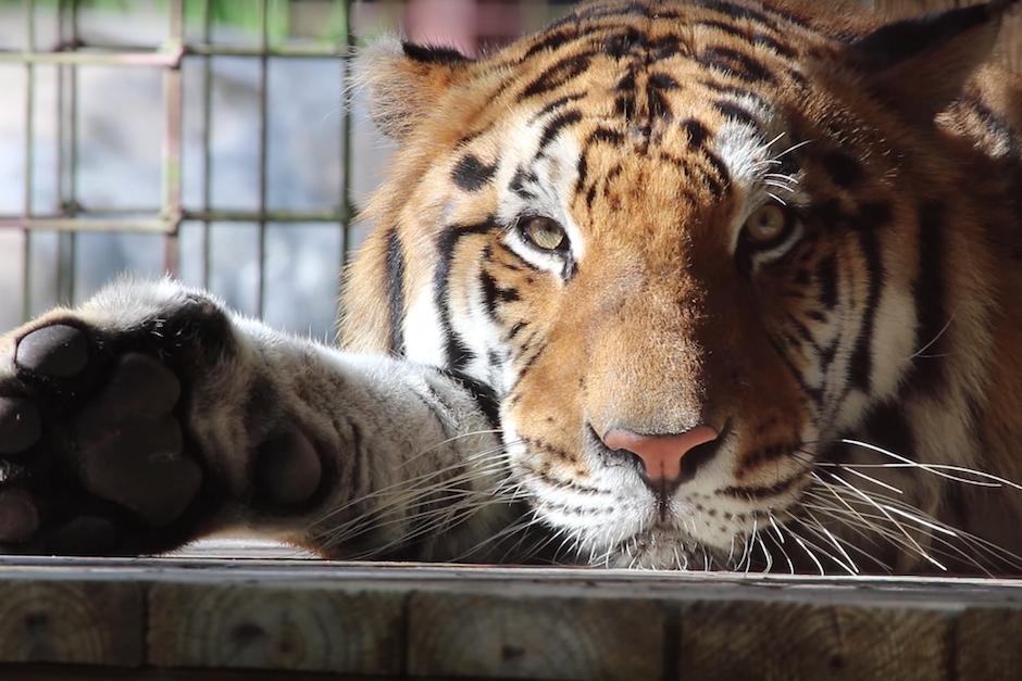 Durante a&ntilde;os, vivieron encerrados en peque&ntilde;as jaulas del circo (Foto: ADI)