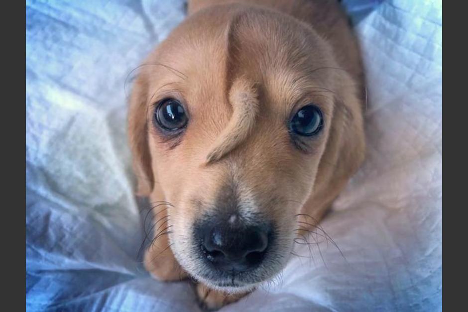El cachorrito estaba abandonado en una calle junto con otro perro m&aacute;s viejo. Ambos se estaban congelando y fueron rescatados. (Foto: Mac The Pitbull)