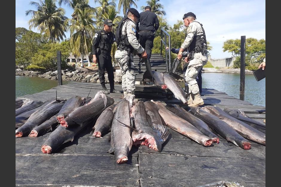 La pesca de peces vela con fines comerciales est&aacute; prohibida por una ley emitida por el Congreso. (Foto: PNC)
