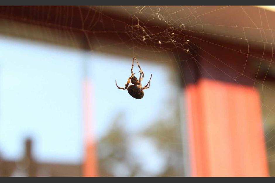 Esto dicen los expertos de matar ara&ntilde;as en tu casa. (Foto: Zotal laboratorios)