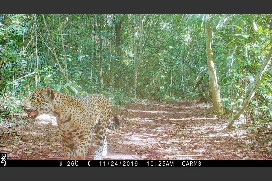 Un jaguar camina por la concesi&oacute;n forestal Carmelita, la &uacute;ltima comunidad al norte de Pet&eacute;n. (Foto: Conap)