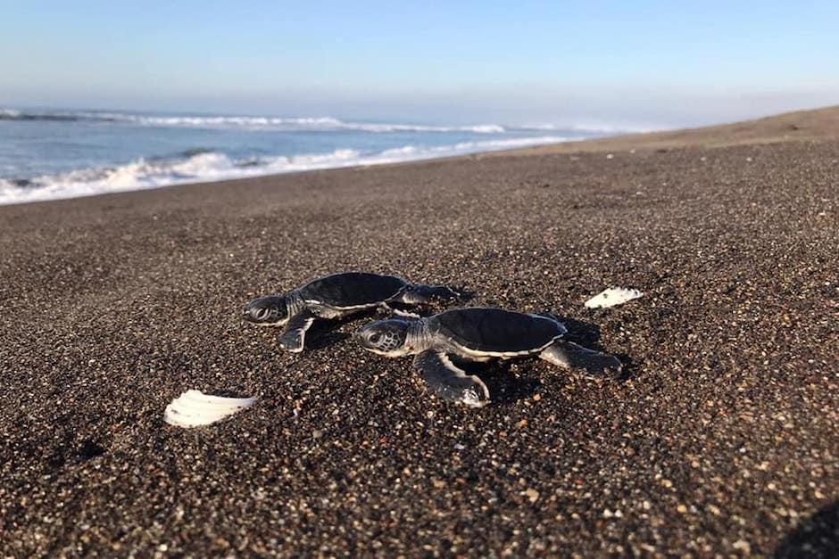 No es com&uacute;n que esta especie desove -ponga huevos- en las playas de Sipacate, en Escuintla (Foto: Conap)