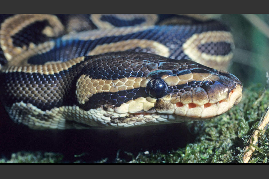 Una pit&oacute;n se encontraba en el &aacute;rbol de navidad de una pareja en Australia. (Foto ilustrativa Terry Whittaker)
