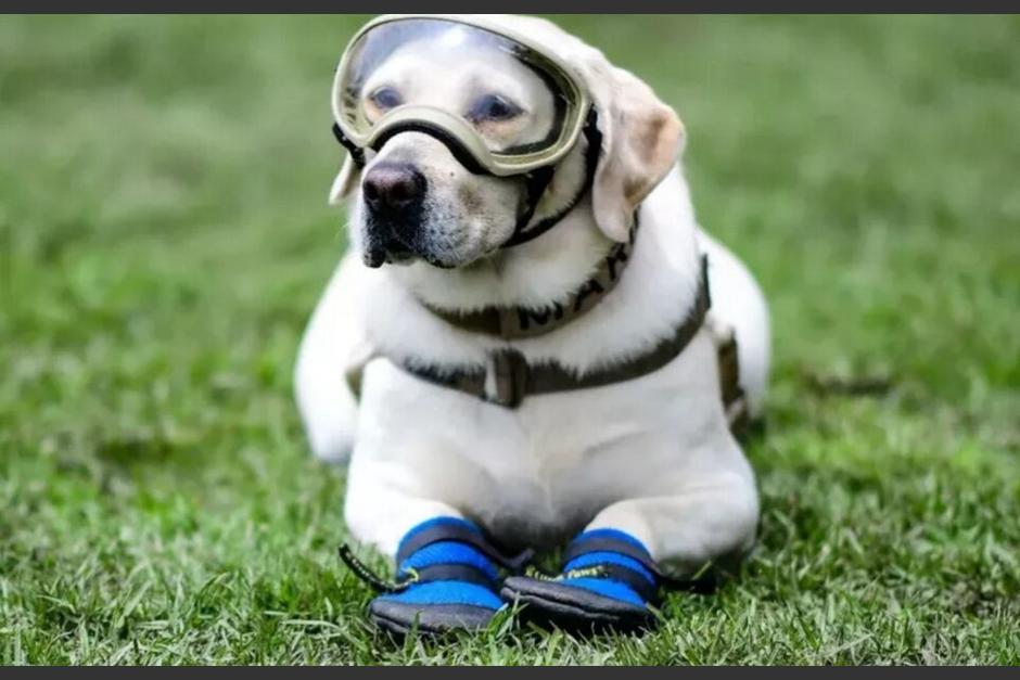 Frida la rescatista fue elegida como los mejores perros del 2019. (Foto: AFP)&nbsp;