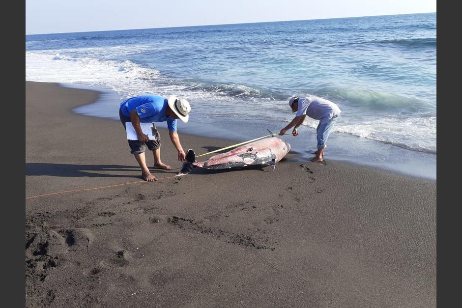 El cuerpo del delf&iacute;n fue localizado por vecinos y turistas en la playa El Cebollito. (Foto: CONAP)