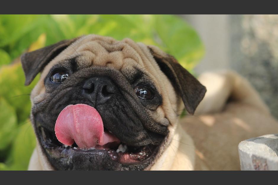 Se caracteriza por sus ojos grandes redonda y su nariz aplanada. (Foto: Revista Petmi).
