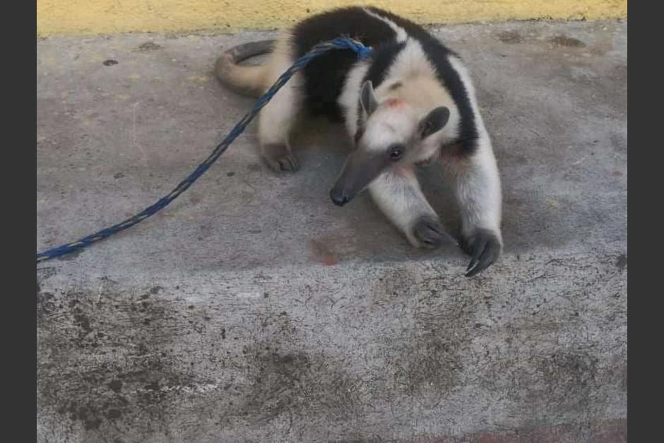 Los bomberos se percataron de la presencia de esta especie que estaba abandonada cerca de la carretera. (Foto: Bomberos Municipales Departamentales San Miguel Due&ntilde;as)