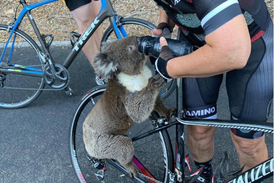 Las fotos compartidas en Instagram se viralizan. (Foto: Instagram Bikebug2019)&nbsp;