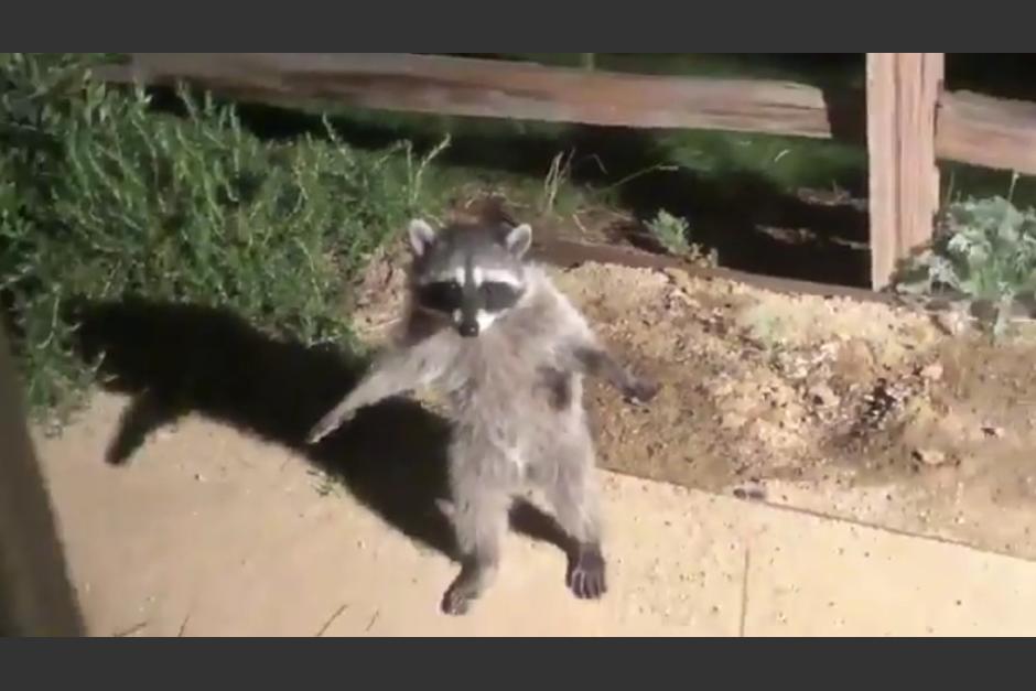Dos mapaches en lugar de huir se quedaron estáticos ante la persona que los grabó en video. (Foto: captura de pantalla)&nbsp;