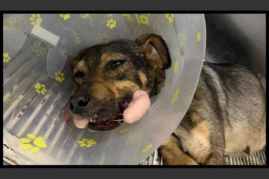 Mini poco a poco se recupera, ha perdido lamentablemente a sus chachorros, pero al menos el presunto responsable del hecho ya ha sido localizado y el proceso legal avanza. (Foto Huellitas)