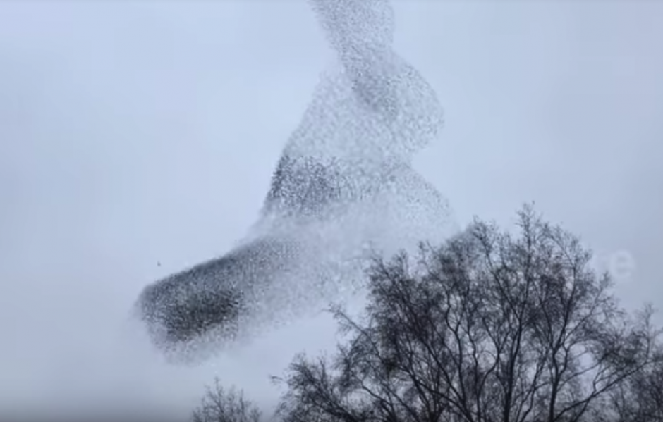 La bandada sorprendi&oacute; a una gran cantidad de fot&oacute;grafos que buscan captar las mejores im&aacute;genes del fen&oacute;meno. (Captura Video)