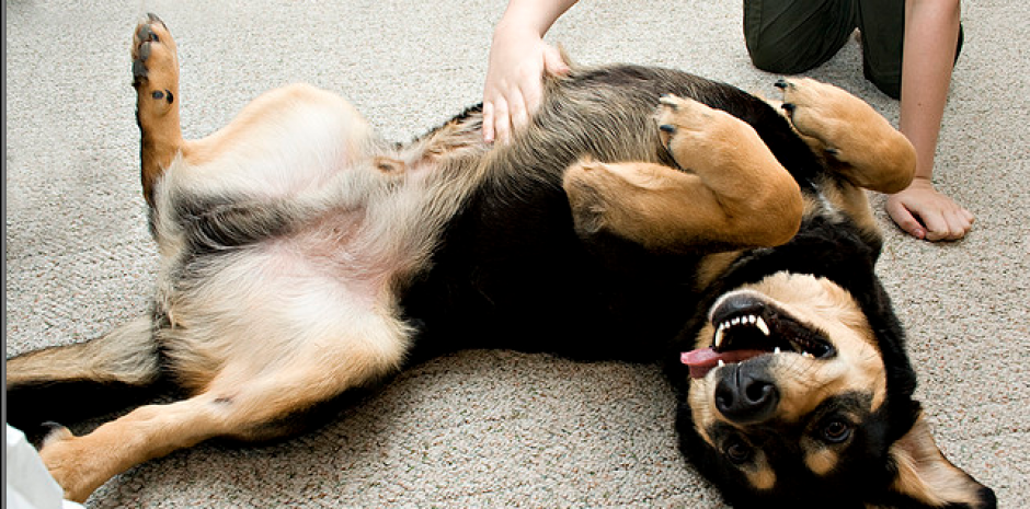 El perro salió lastimado, pero el karma se encargó. (Foto: Kacri)