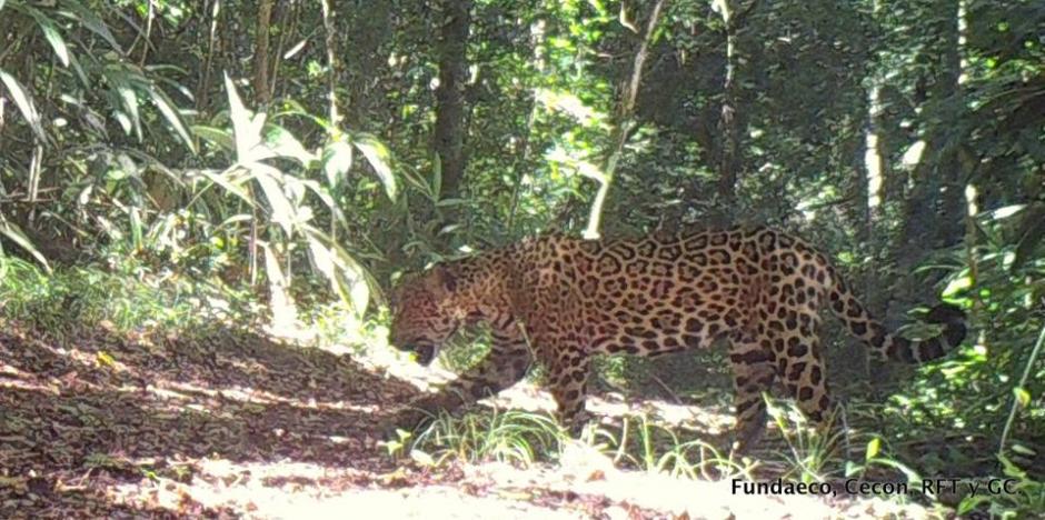 Las fotos fueron captadas por el programa de C&aacute;maras Trampa que se tiene para monitorear y vigilar los parques, junto con el CECON, Rain Forest Trust y Fundaeco. (Foto: Fundaeco)