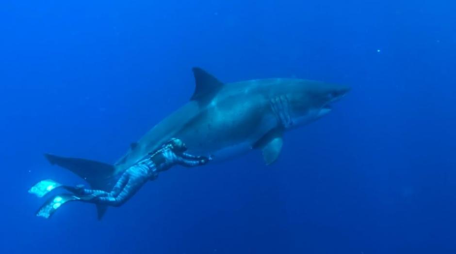 Conoce a "Deep Blue" (Foto:The Telegraph)